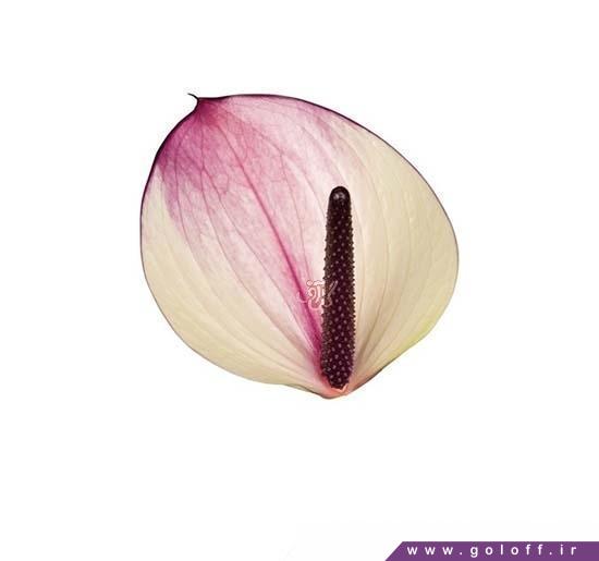 گل آنتوریوم ماکسیما ویولتا - Anthorium | گل آف